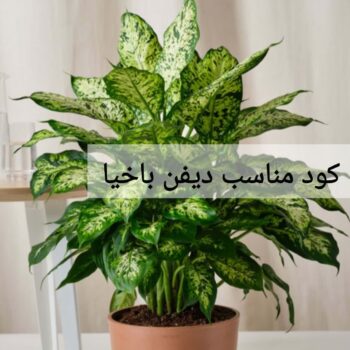 کود مناسب دیفن باخیا